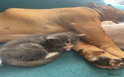 Domestic Shorthair cats for sale: Last little girl kitten from litter of 5  - Image 2