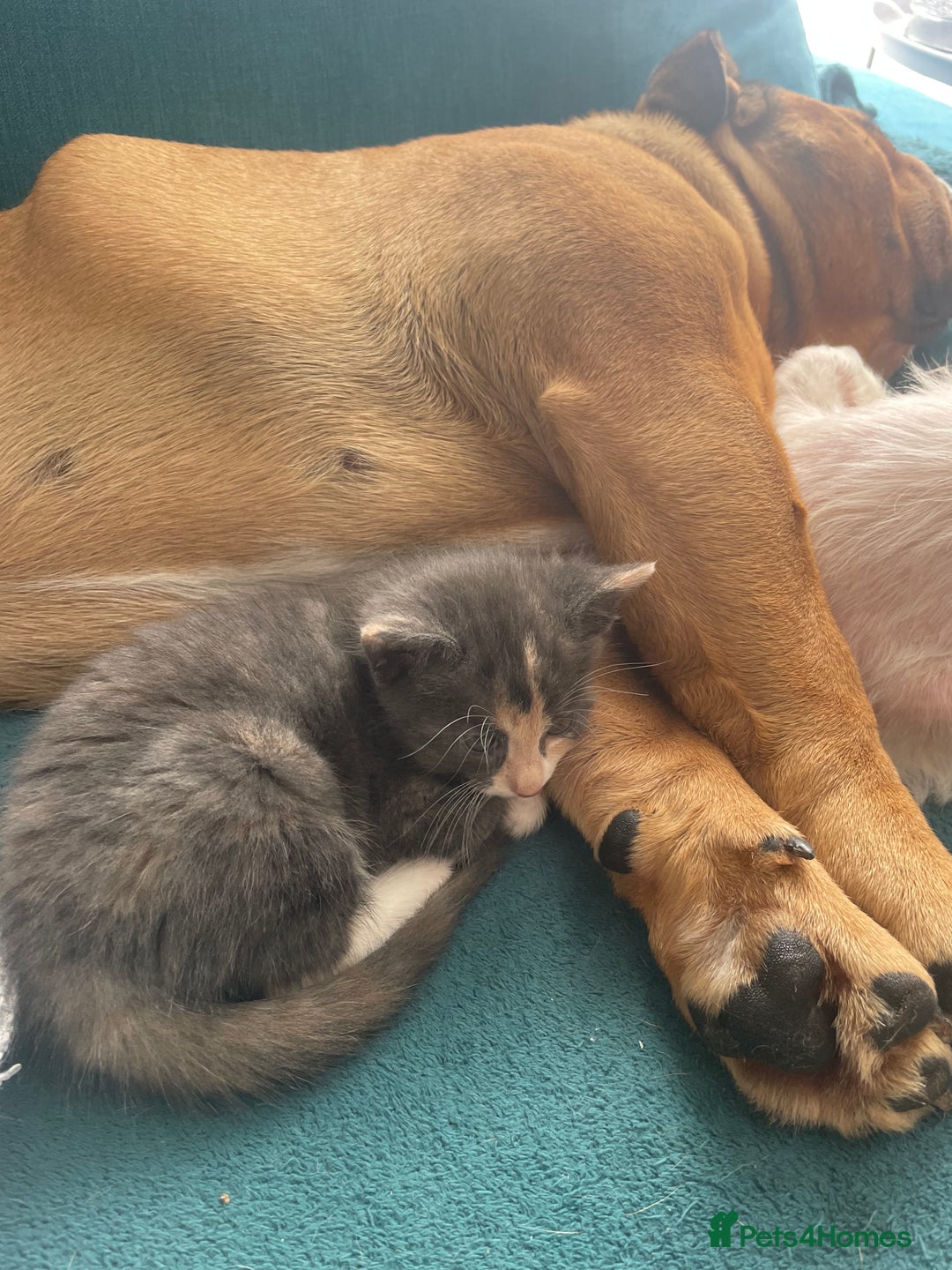 Domestic Shorthair cats for sale: Last little girl kitten from litter of 5  - Image 2
