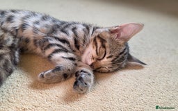 Bengal cats for sale: Bengal kittens. Absolutely beautiful!  - Image 16
