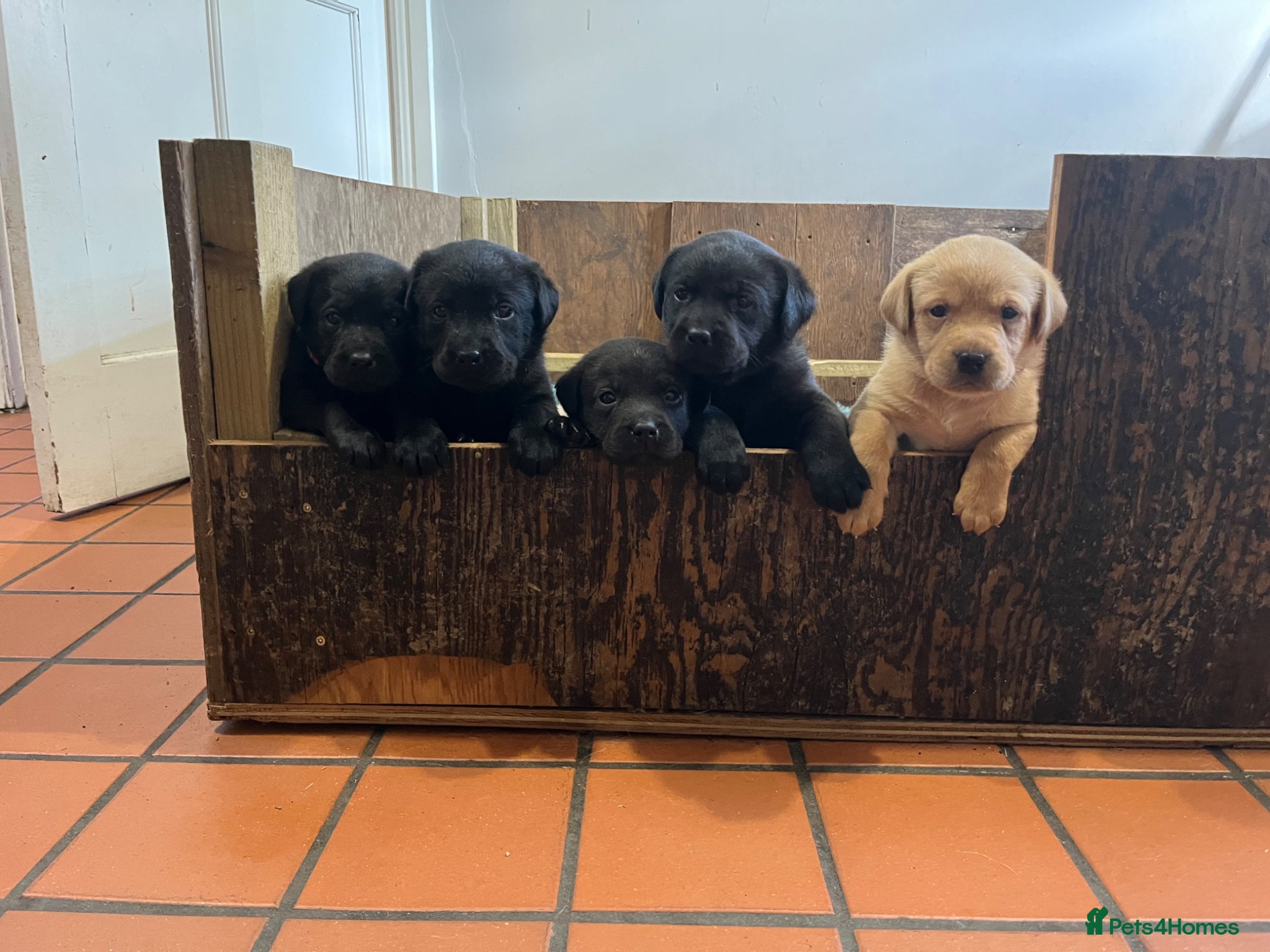Labrador Retriever dogs for sale: Pedigree Labrador Pups  - Advert 9