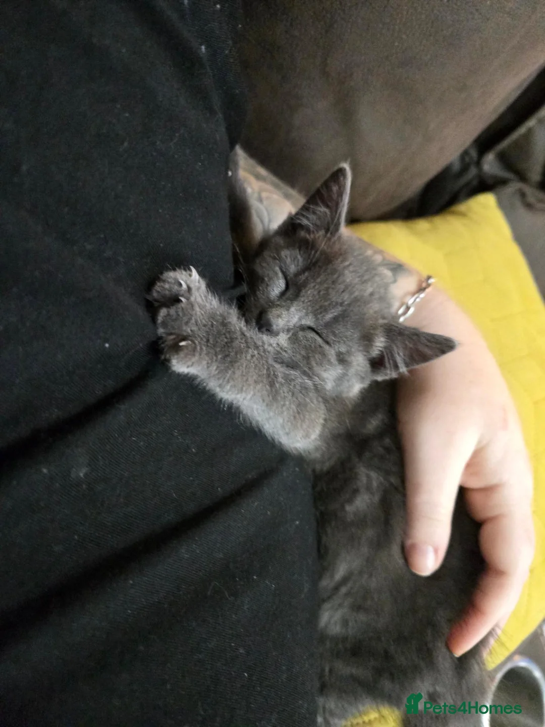 Mixed Breed cats for sale: Gorgeous Grey/blue female kittens  - Advert 5