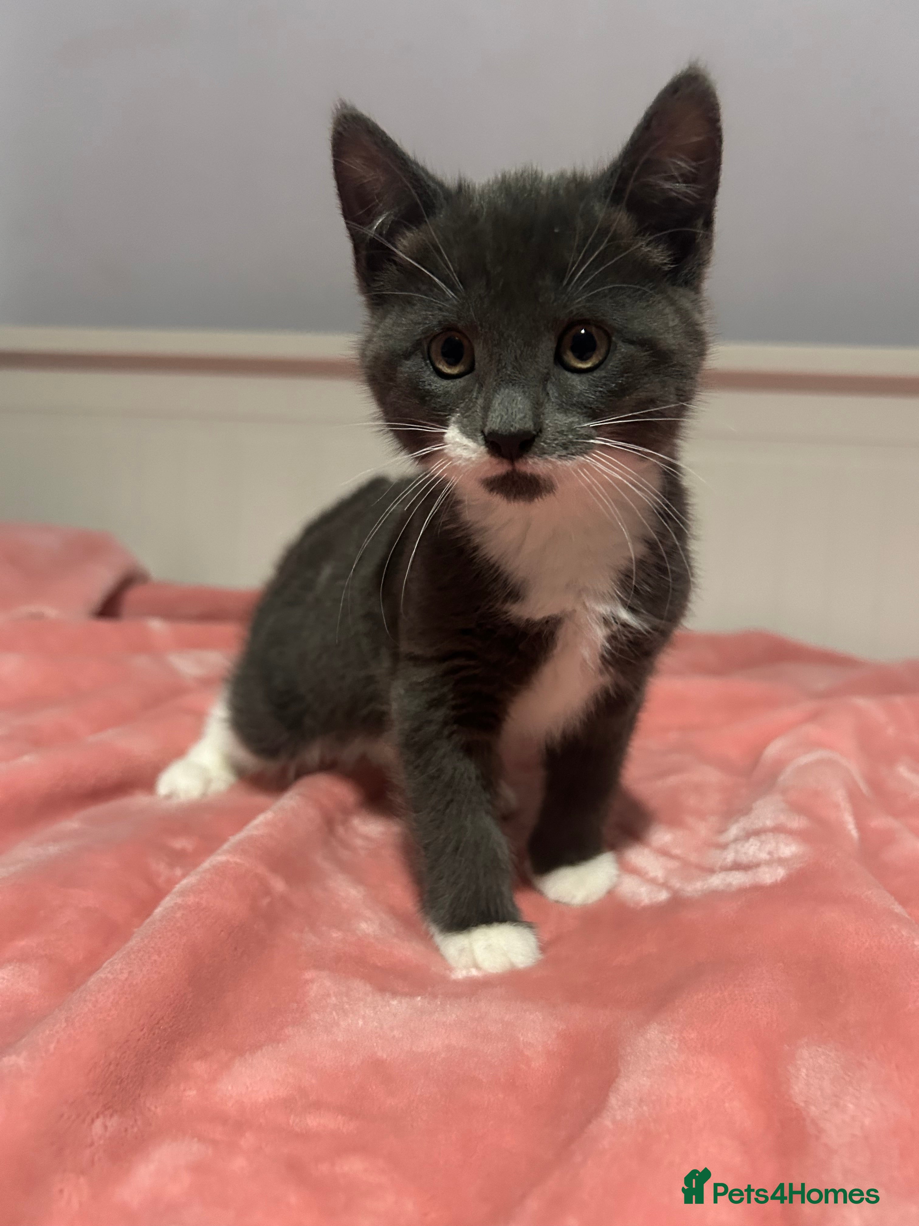 Mixed Breed cats Kittens - Advert 15