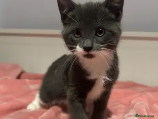 Mixed Breed cats Kittens - Advert 15