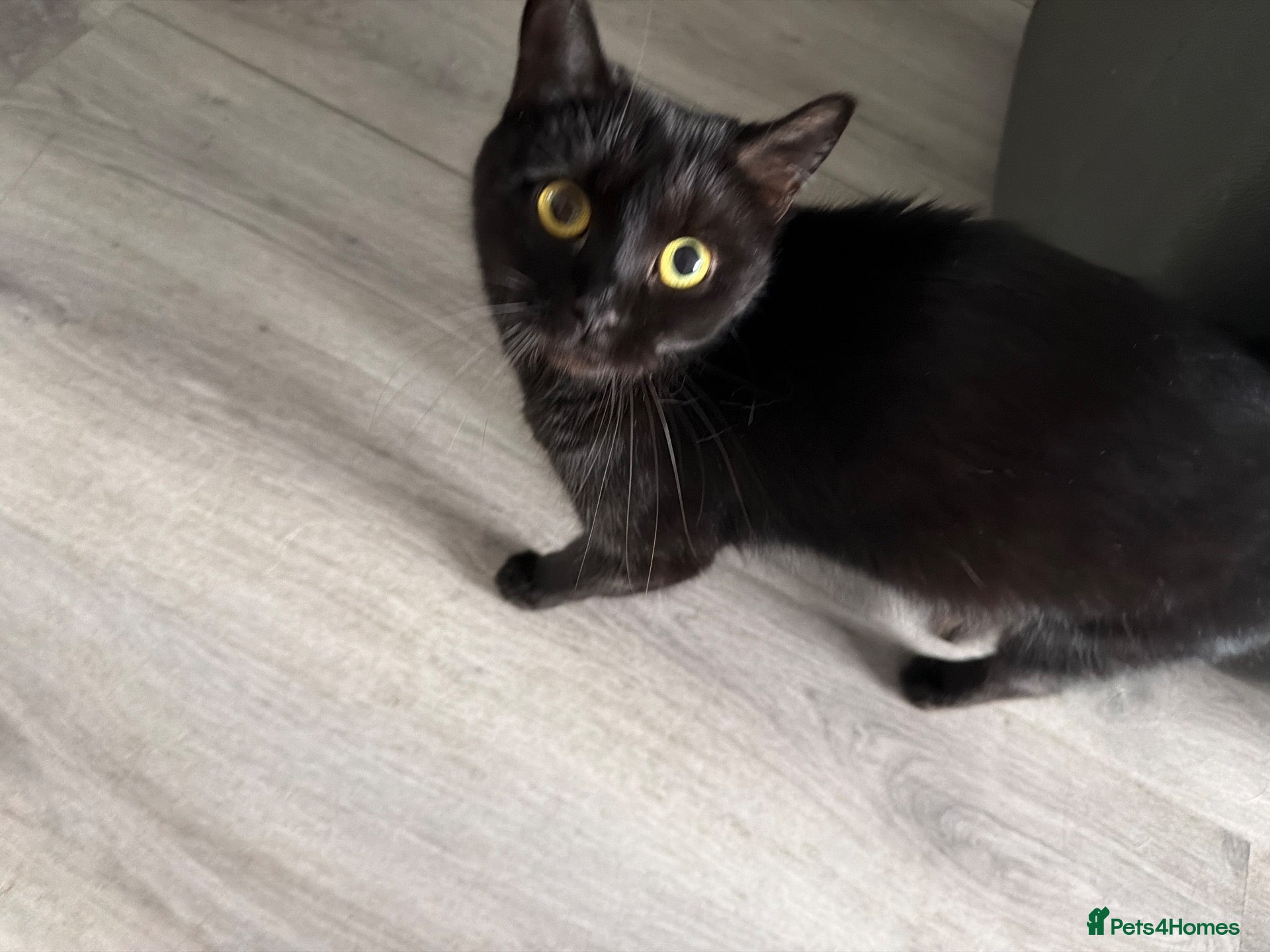 Mixed Breed cats 4 beautiful kittens for sale  - Advert 1
