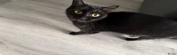 Mixed Breed cats for sale: 4 beautiful kittens for sale  - Advert 1