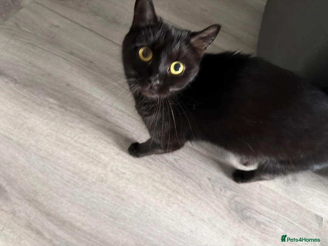 Mixed Breed cats for sale: 4 beautiful kittens for sale  - Advert 1