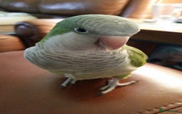 Parakeets birds for sale: Looking for a Baby Quaker parrot  - Image 2