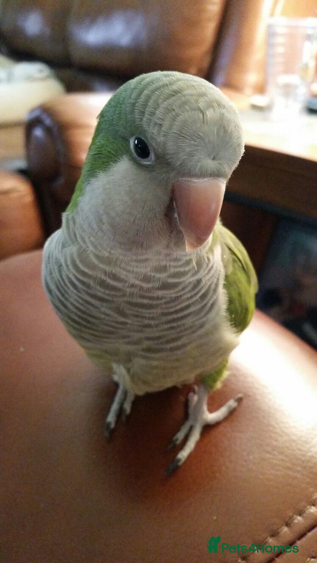 Parakeets birds for sale: Looking for a Baby Quaker parrot  - Image 2