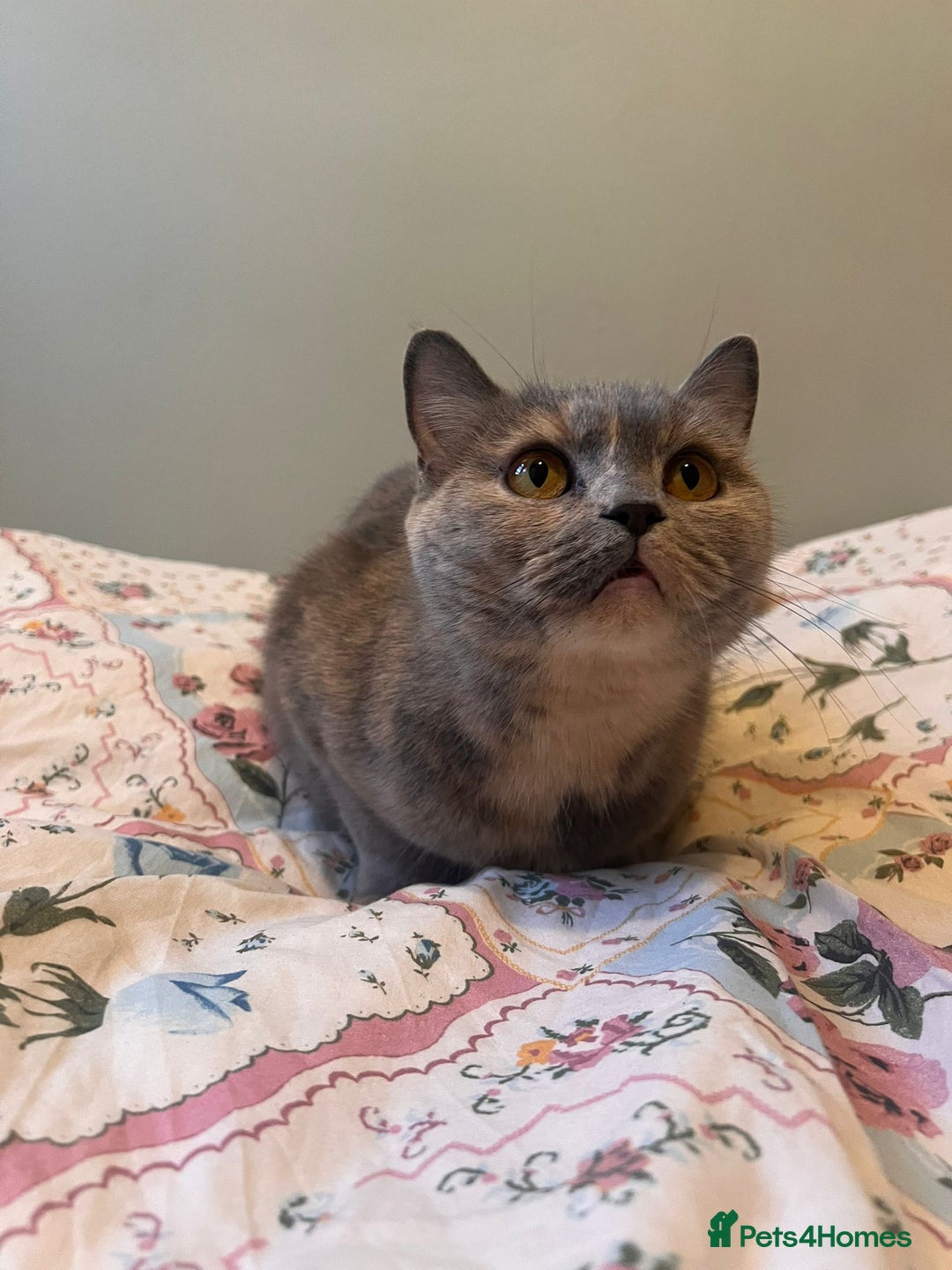 British Shorthair cats for sale: GCCF Registered tortie British Shorthair girl - Advert 7