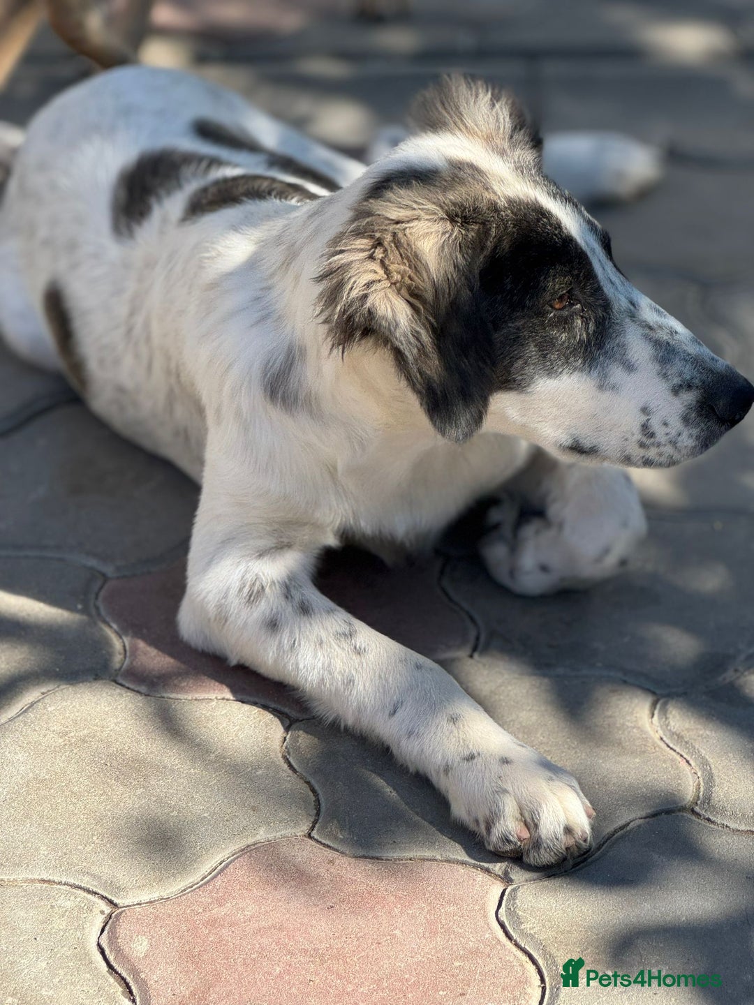 Mixed Breed dogs for adoption: ODIN, a superb young boy - for a Loving Home  - Advert 25