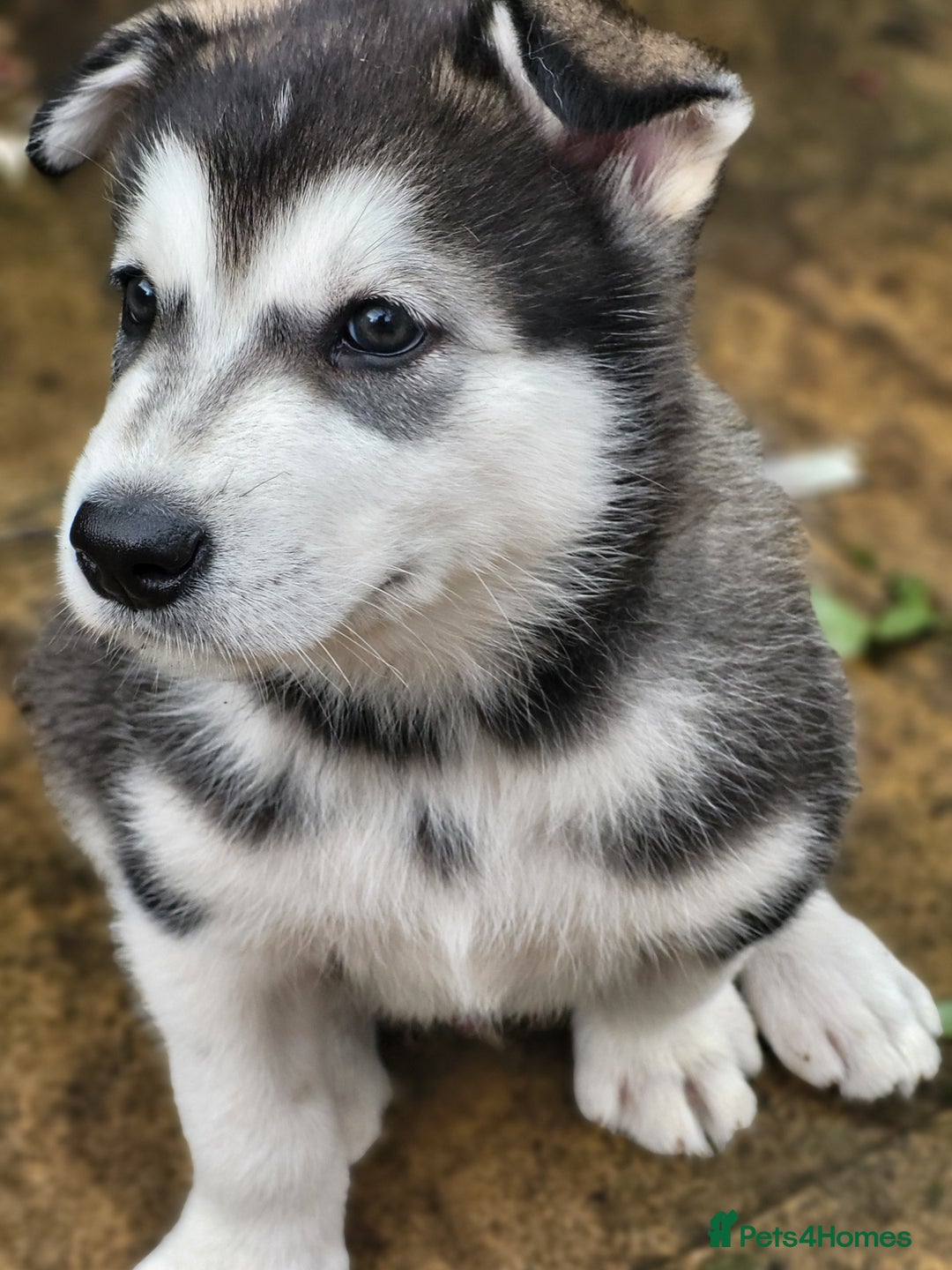 Mixed Breed dogs for sale: Alaskan Malamute puppies for sale - Image 1