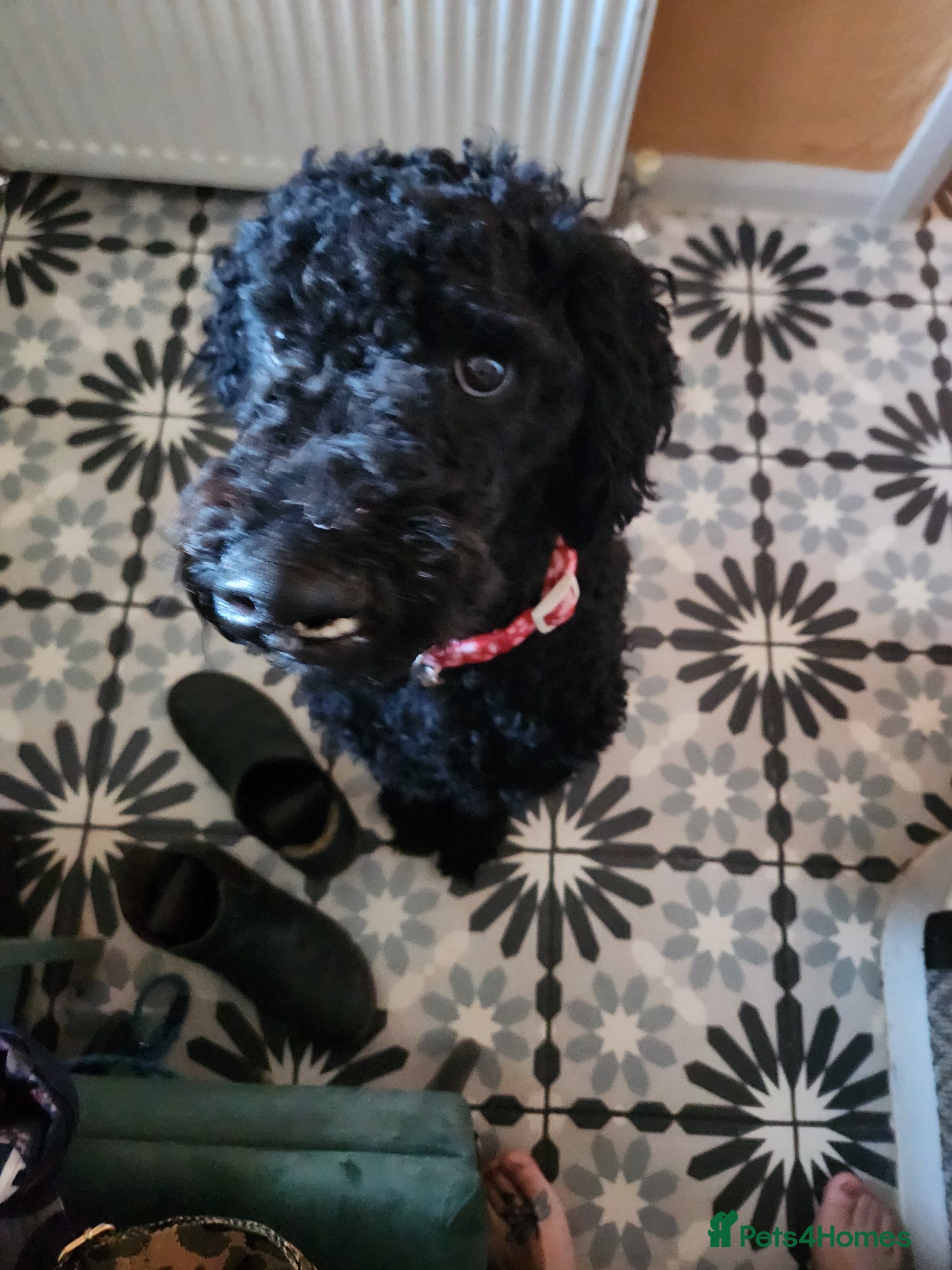 Standard Poodle dogs for sale: Benson, 13 months, with a Unicorn Obsession! - Advert 3