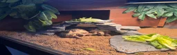 Tortoise reptiles for sale: 2 Horsefield Tortoises with set up and equipment  - Advert 5
