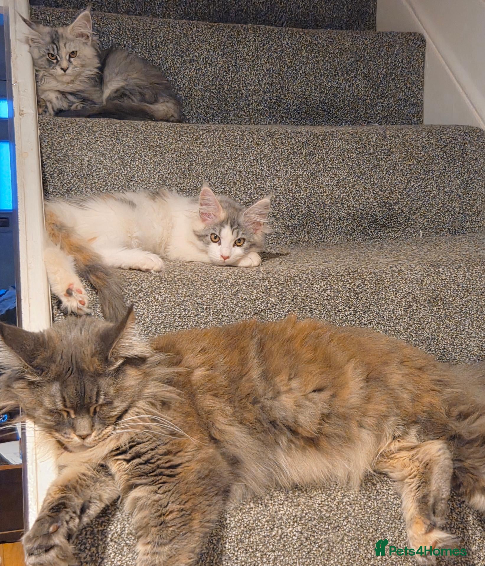 Maine Coon cats Beautiful Mainecoons  - Advert 2