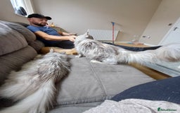 Maine Coon cats for sale: Maine Coon female  - Advert 7