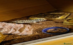 Gecko reptiles for sale: Female leopard gecko - Advert 1