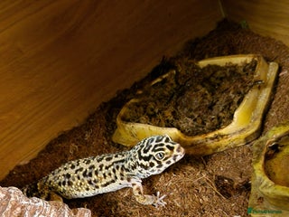Gecko reptiles Female leopard gecko - Advert 5