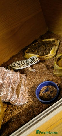 Gecko reptiles Female leopard gecko - Advert 1