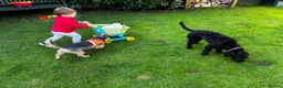 Cockapoo dogs for sale: Beautiful F1xF2 Cockapoo Puppies-Loving home £1400 in Colyton - Advert 15
