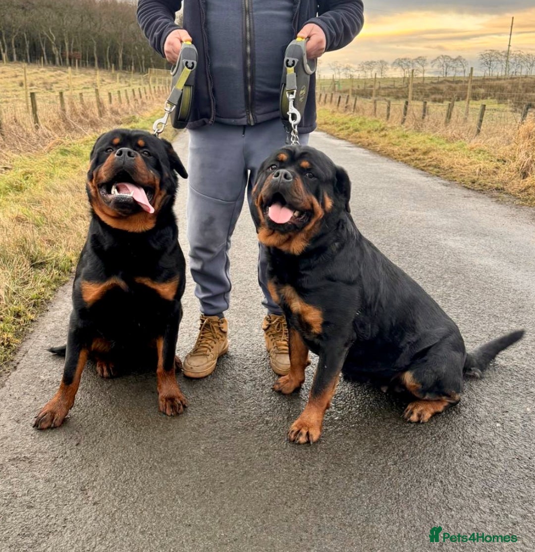 Rottweiler dogs for sale: 5-Generation Kennel Club Rottweiler Puppies  - Advert 3