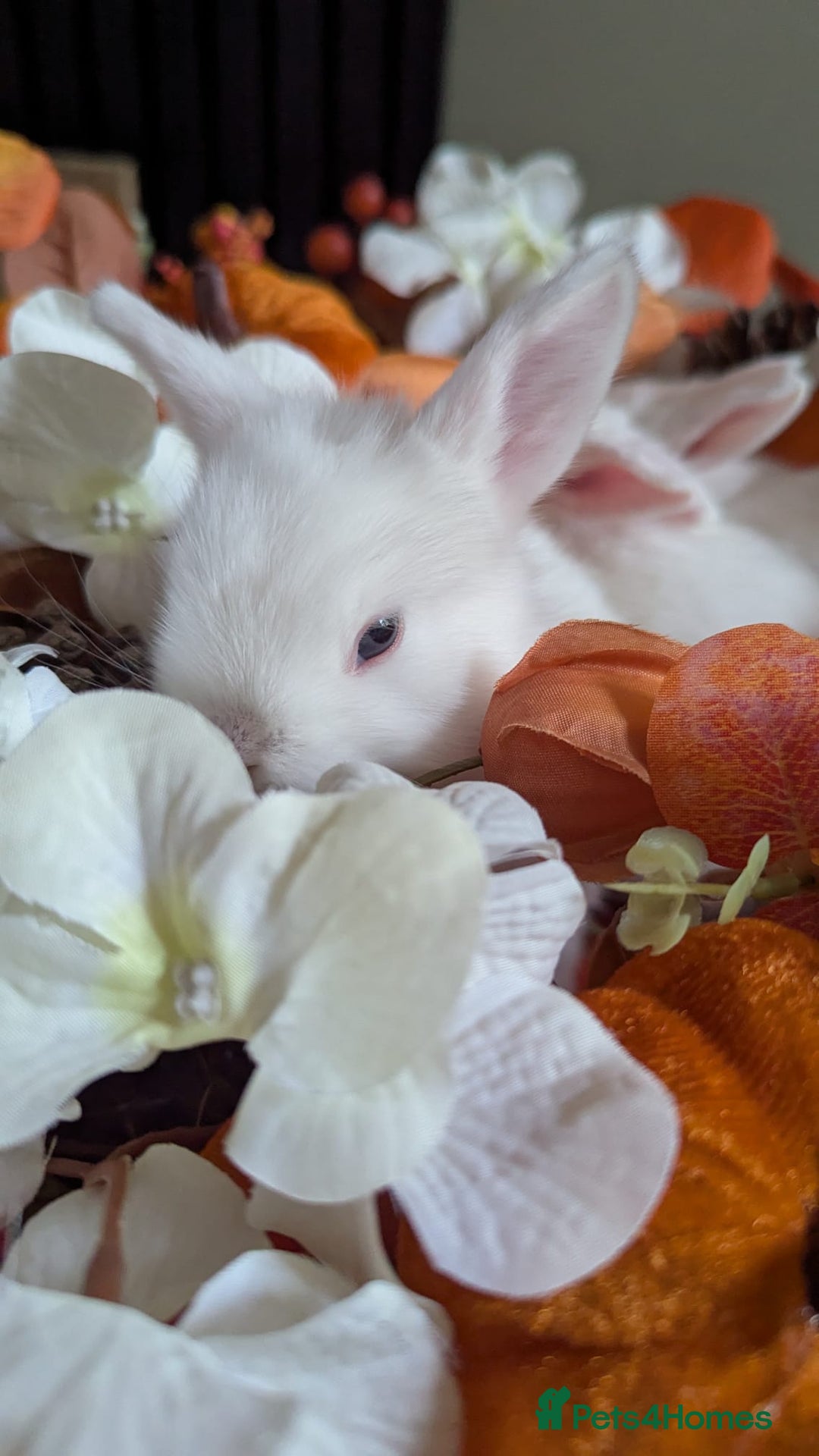Mixed Breed rabbits for sale: Three white baby rabbits for sale - Image 2
