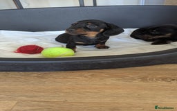 Miniature Dachshund dogs for sale: KC true to type miniature dachshund  - Image 2