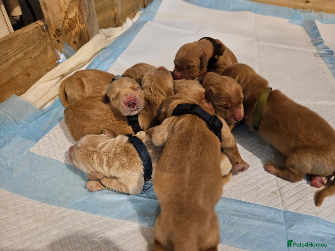 Golden Retriever dogs for sale: Golden Retriever Puppies for Sale - Advert 14