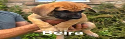 Mixed Breed dogs for sale: GreatDane x CaneCorso Pups-Exceptional Temperament - Advert 2