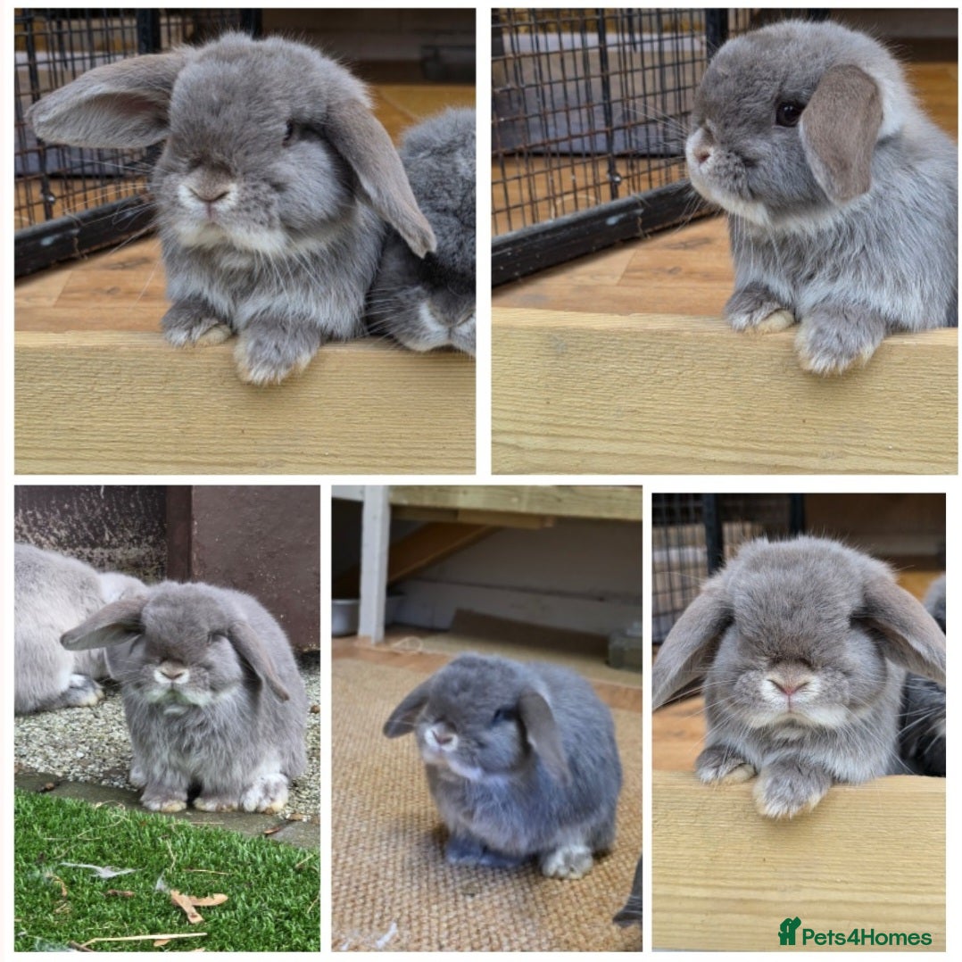 Mini Lop rabbits Two mini lops looking fir loving homes  - Advert 1