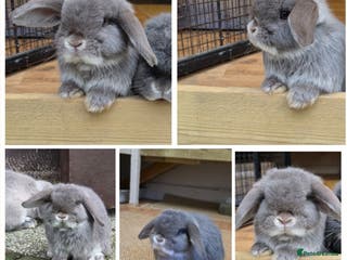 Mini Lop rabbits Two mini lops looking fir loving homes - Advert 1