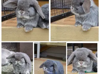 Mini Lop rabbits Two mini lops looking for loving homes - Advert 12