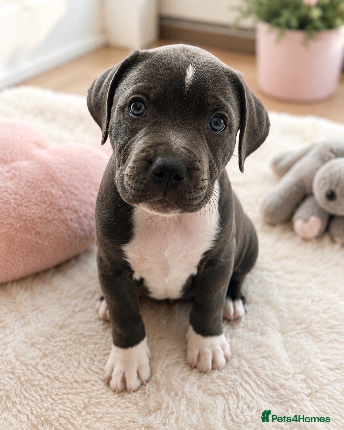 Staffordshire Bull Terrier dogs 👉 KC Blue Staffy Puppies – DNA Clear🔥 - Advert 7