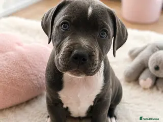 Staffordshire Bull Terrier dogs 👉 KC Blue Staffy Puppies – DNA Clear🔥 - Advert 7
