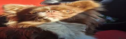 Chihuahua dogs for stud: Chihuahua Chocolate longhaired Stud  - Advert 4