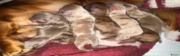 Miniature Dachshund dogs for sale: Long hair miniature dachshund  - Advert 9