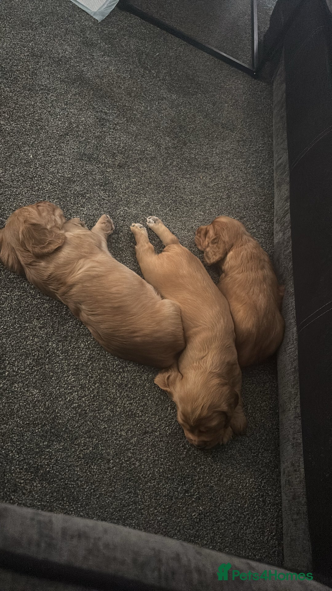 Cocker Spaniel dogs for sale: Working fox red/ginger cocker spaniels  - Image 13