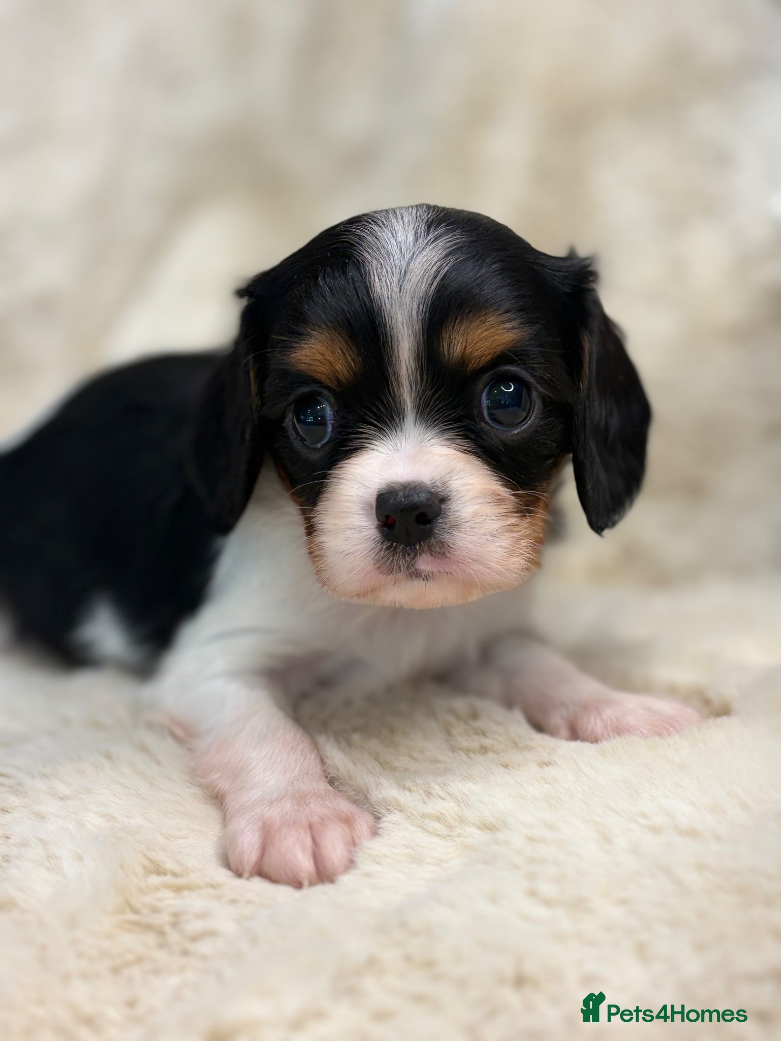 Cavalier King Charles Spaniel dogs for sale: Health tested cavalier pups  - Advert 3