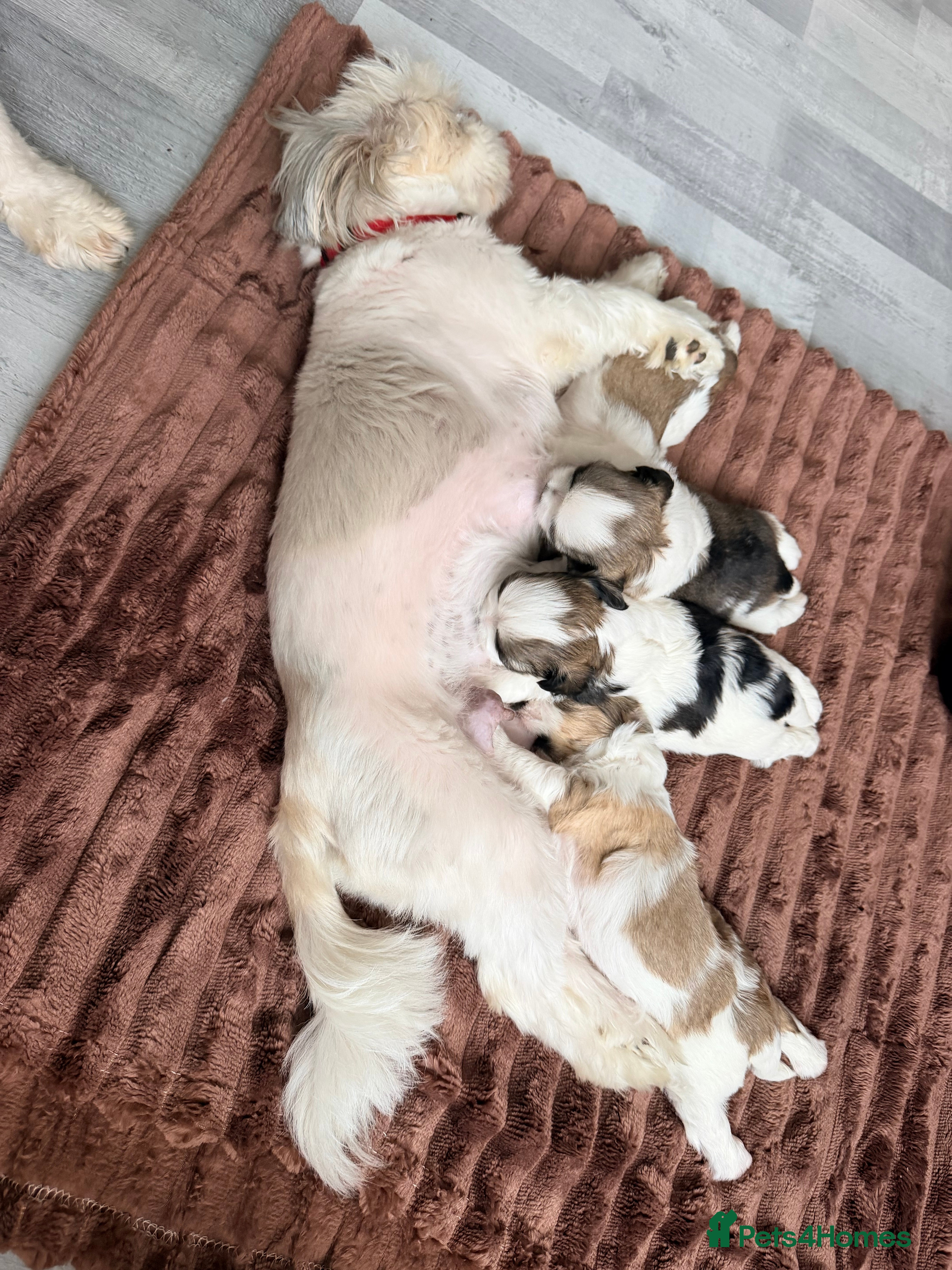 Mixed Breed dogs Meet Our Sweet Shih Tzu Puppies-1Boy&1Girl  - Advert 3