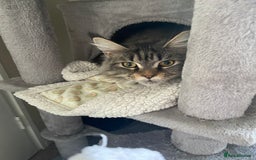 Maine Coon cats for sale: Beautiful ex-queen maine coon for sale  - Image 4