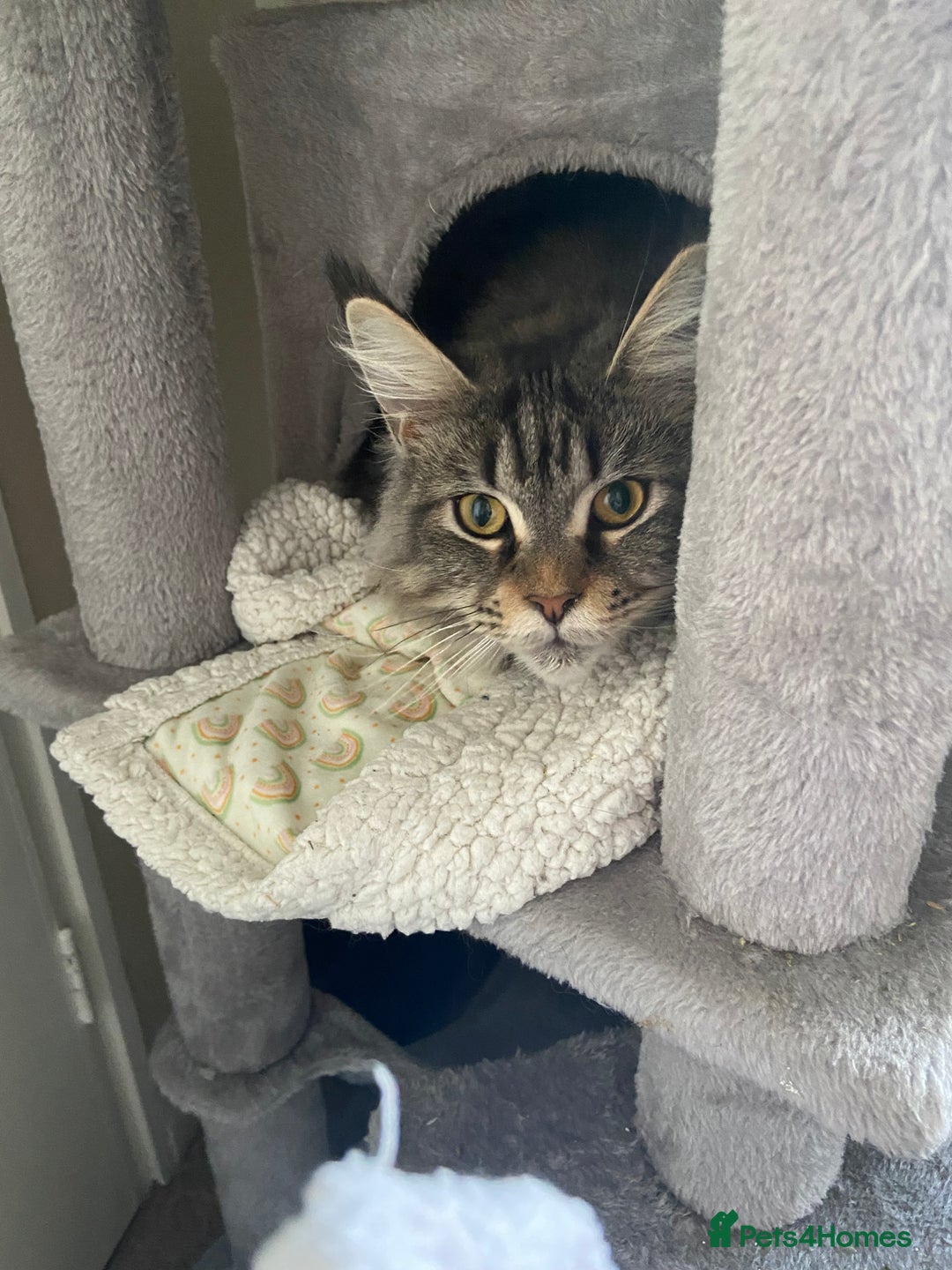 Maine Coon cats for sale: Beautiful ex-queen maine coon for sale  - Image 4