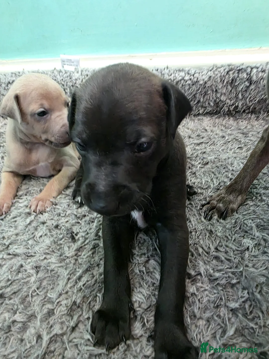 Italian Greyhound dogs for sale: Beautiful Italian Greyhound Puppies - Advert 11