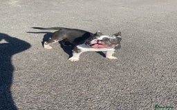 French Bulldog dogs for sale: Miss  - Image 2