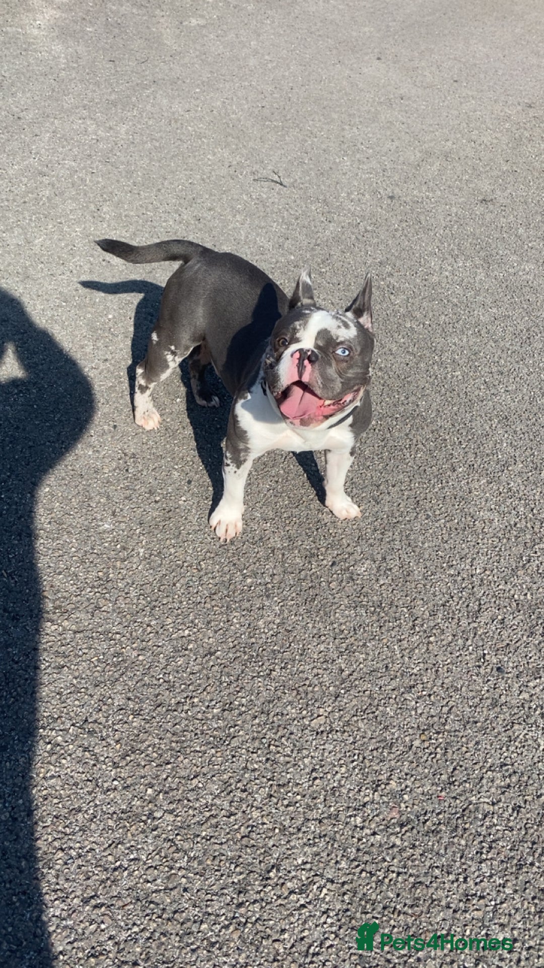 French Bulldog dogs for sale: Miss  - Image 2