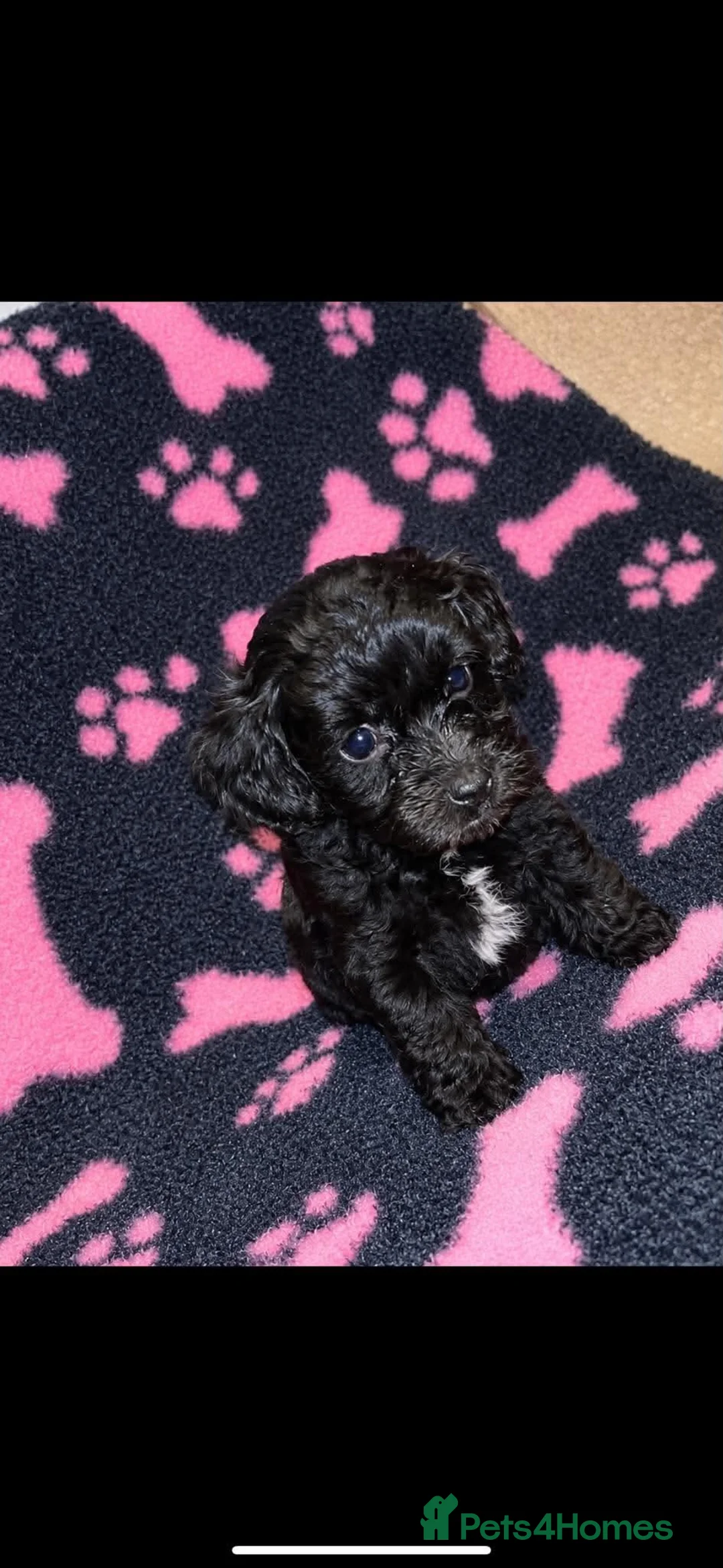 Cockapoo dogs for sale: Beautiful cockapoo puppies  - Advert 7
