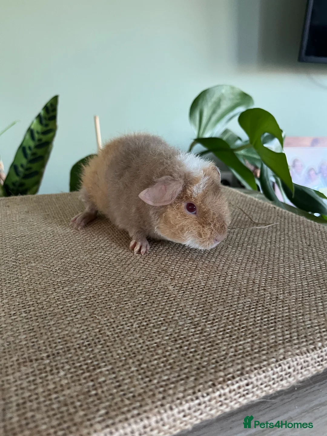 Guinea Pig rodents for sale: Purebred Teddy Boys - Advert 5