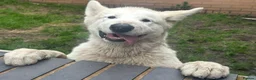 Alaskan Malamute dogs for sale: 2 females and 2 males left - Advert 16