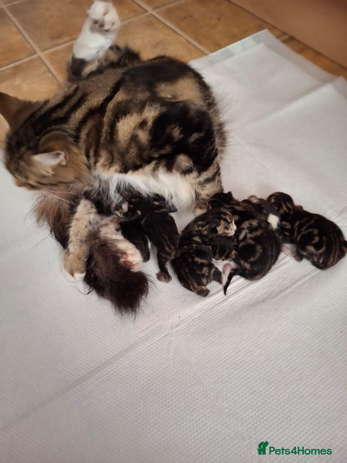 Mixed Breed cats Extra-cuddly, hand-reared, vet checked kittens  - Advert 2