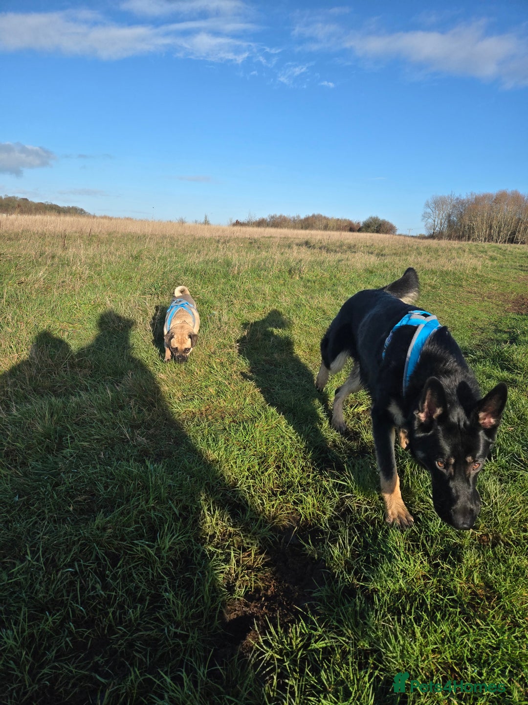 German Shepherd dogs for sale: Male 10 month old German Sheppard  - Advert 2