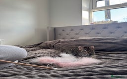 Mixed Breed cats for sale: Tabby x bengal kitten  - Image 2