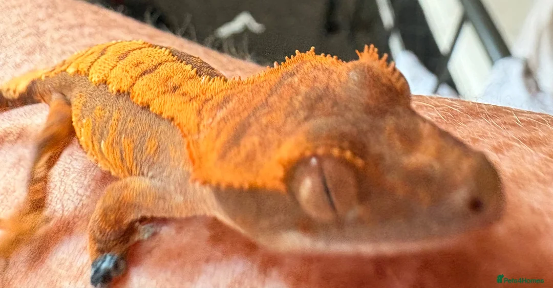 Gecko reptiles for sale: Crested geckos beautiful  - Advert 2